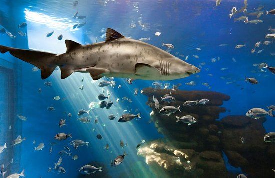 Acuario de Palma